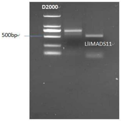 Regulation gene separated from lumnitzera littorea and application method of regulation gene