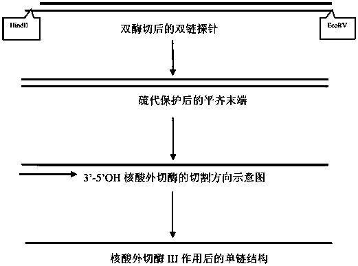 Nucleic acid signal amplification sequence and amplification method