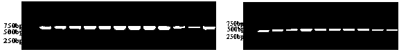 Single-domain antibody aiming at apolipoprotein A1 and application thereof