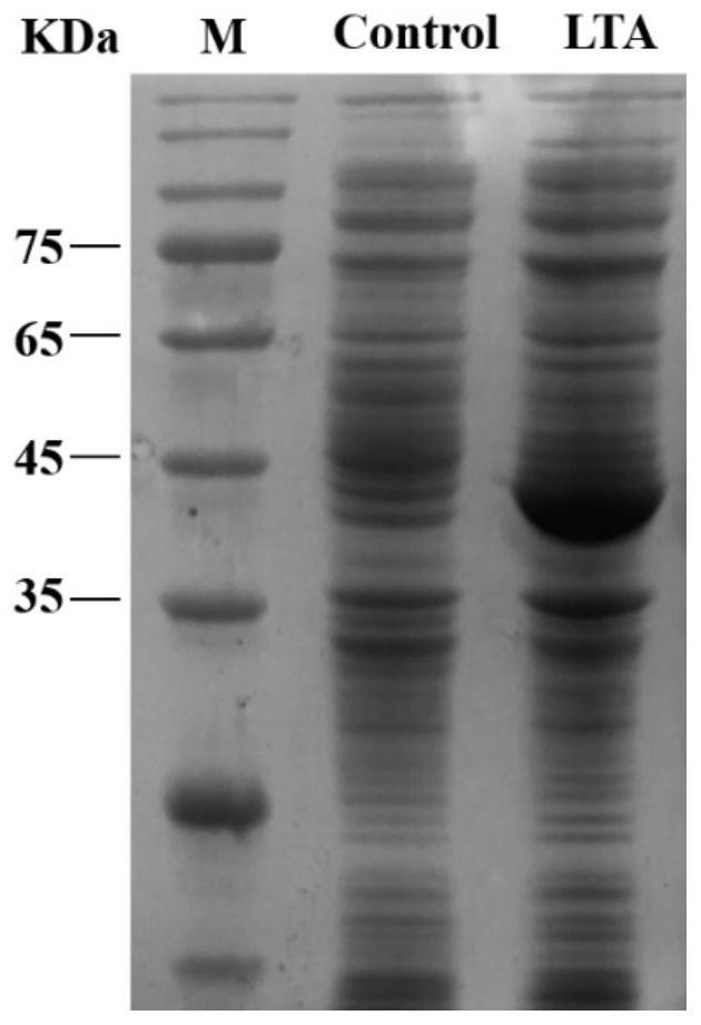 A kind of l-threonine aldolase and its application in the synthesis of p-thymphenylphenylserine