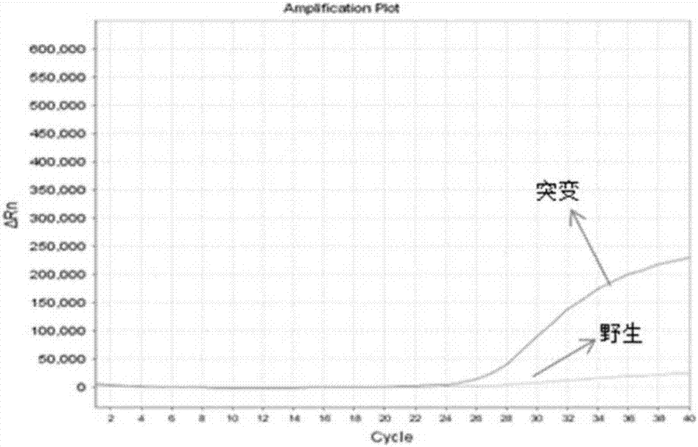 Human MTHFR (Methylene Tetrahydrofolate Reductase) and/or MTRR (Methylenetetrahydrofolate Reductase) gene polymorphism investigation kit