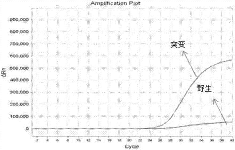 Human MTHFR (Methylene Tetrahydrofolate Reductase) and/or MTRR (Methylenetetrahydrofolate Reductase) gene polymorphism investigation kit