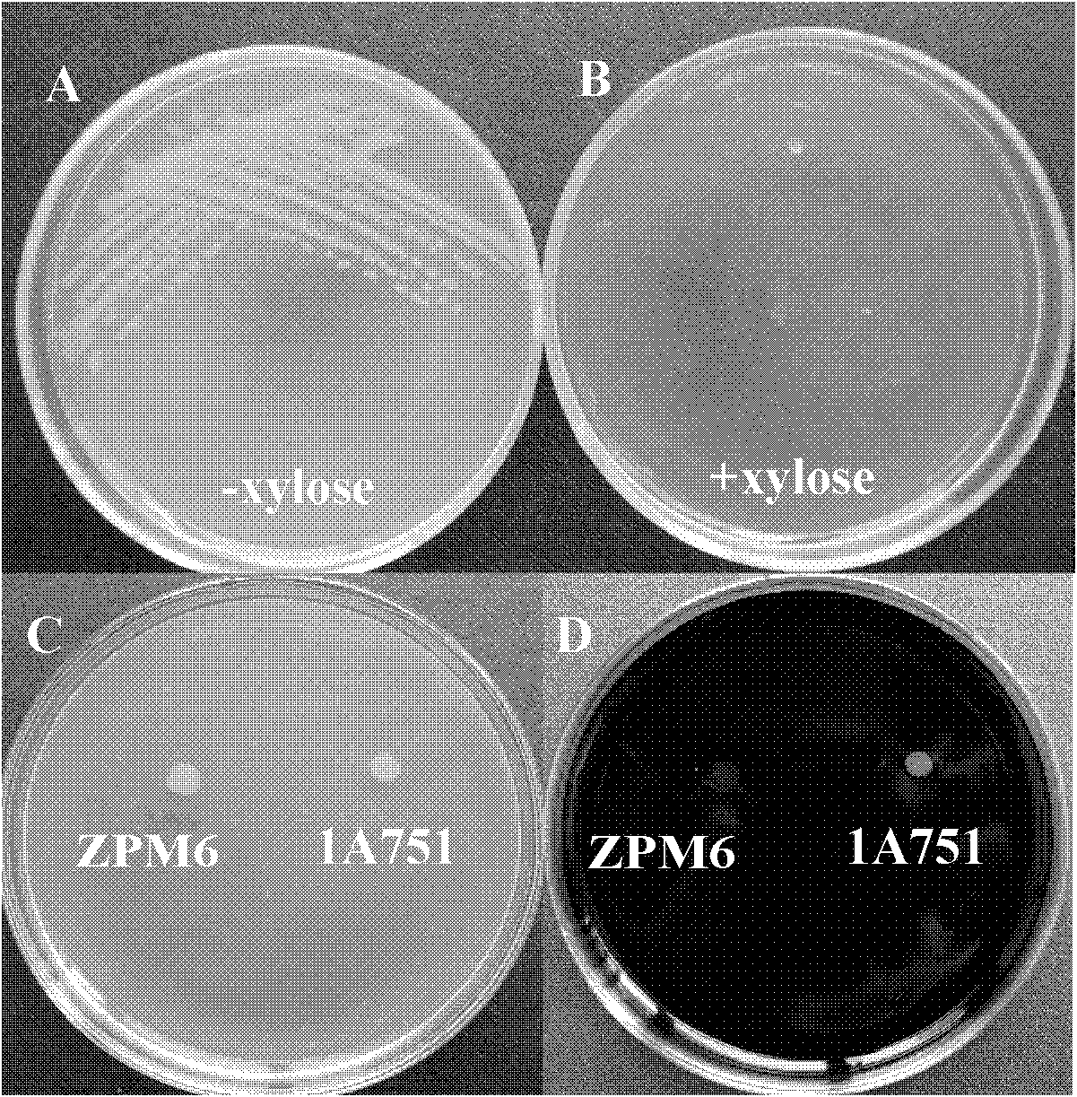 Expression cassette mazF-cassette for expressing escherichia coli toxin protein mazF gene and construction method and application thereof