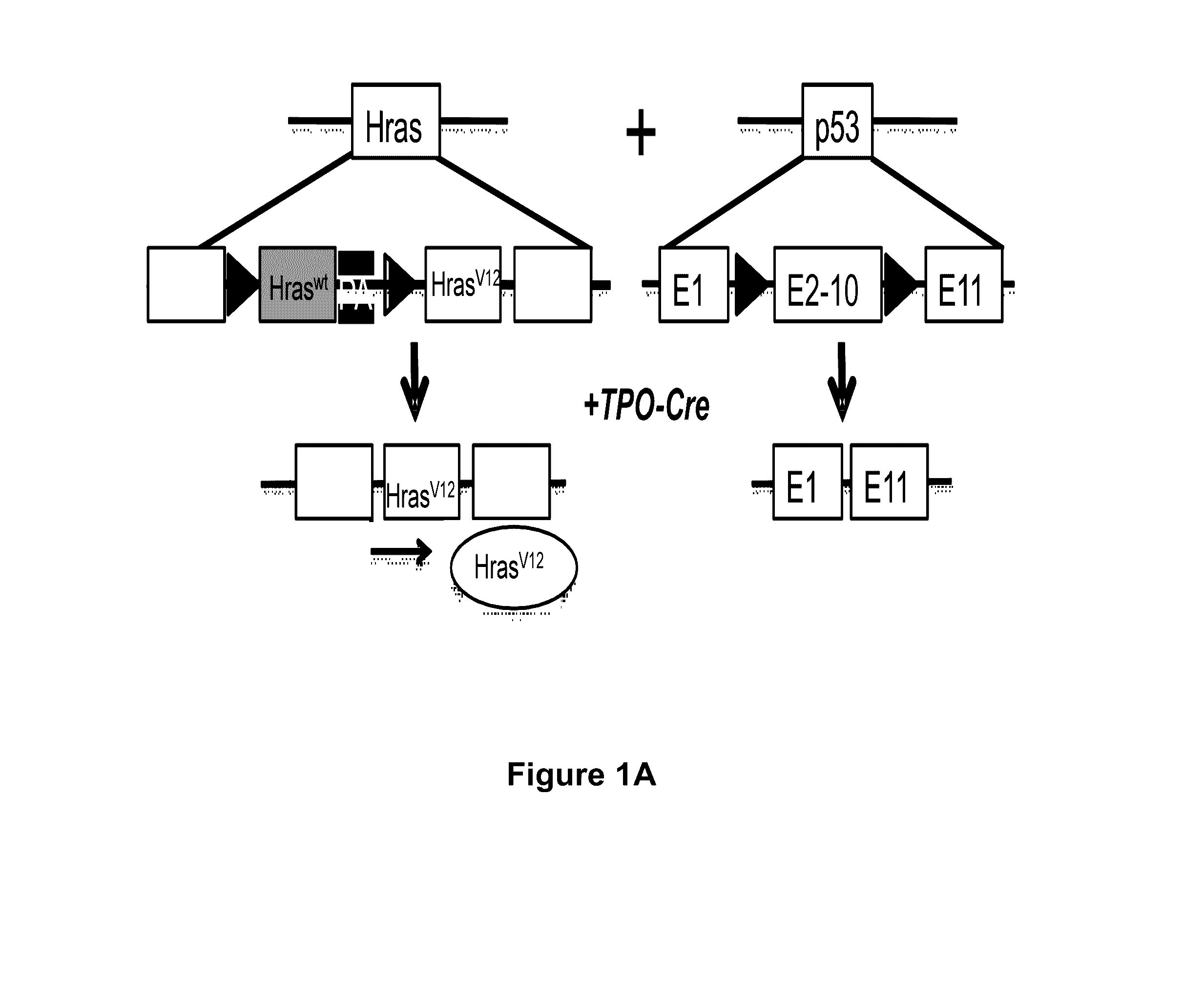 Treatment of h-ras-driven tumors