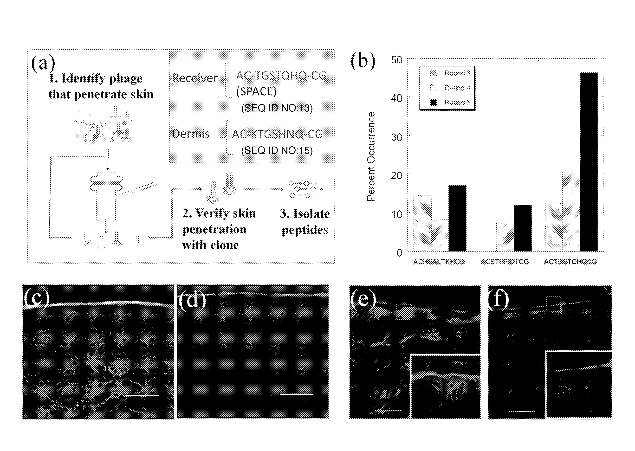 Skin permeating and cell entering (SPACE) peptides and methods of use thereof