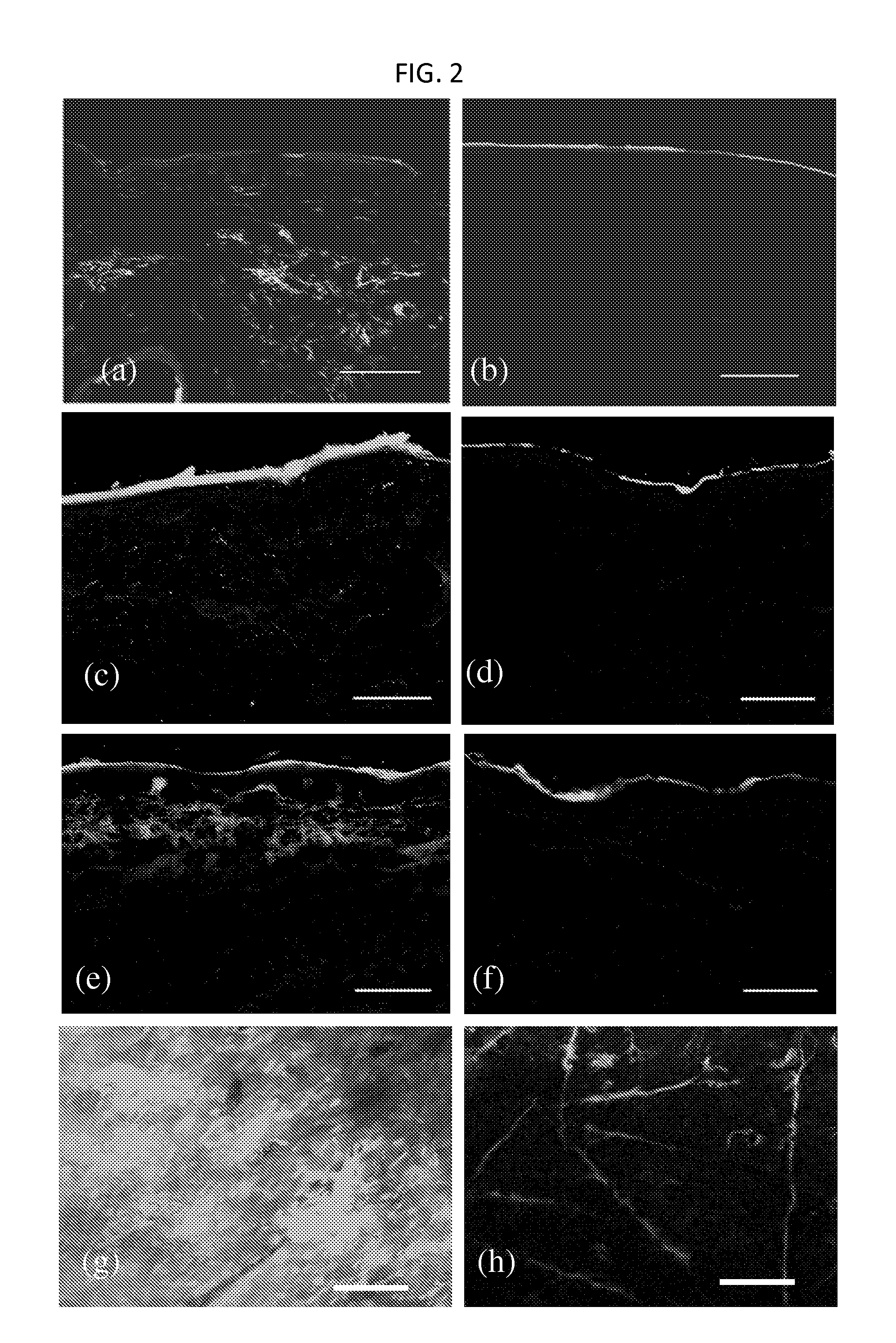 Skin permeating and cell entering (SPACE) peptides and methods of use thereof