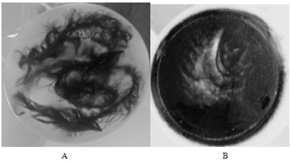 Brevibacillus brevis strain and application thereof