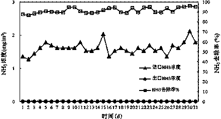 Rhodotorula mucilaginosa for removing total nitrogen in sewage and application of rhodotorula mucilaginosa