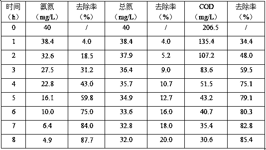 Rhodotorula mucilaginosa for removing total nitrogen in sewage and application of rhodotorula mucilaginosa