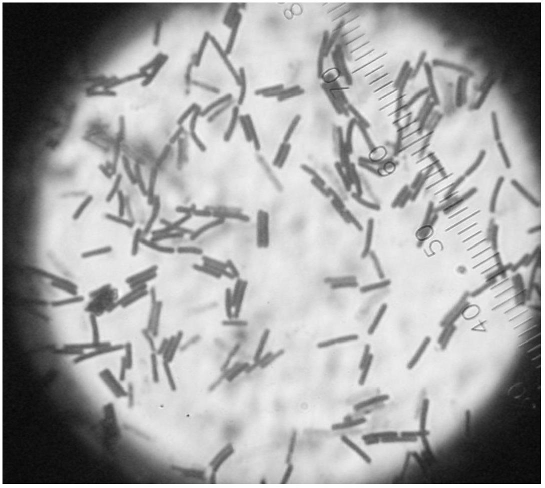 Geobacillus sp. UTM02 and application thereof