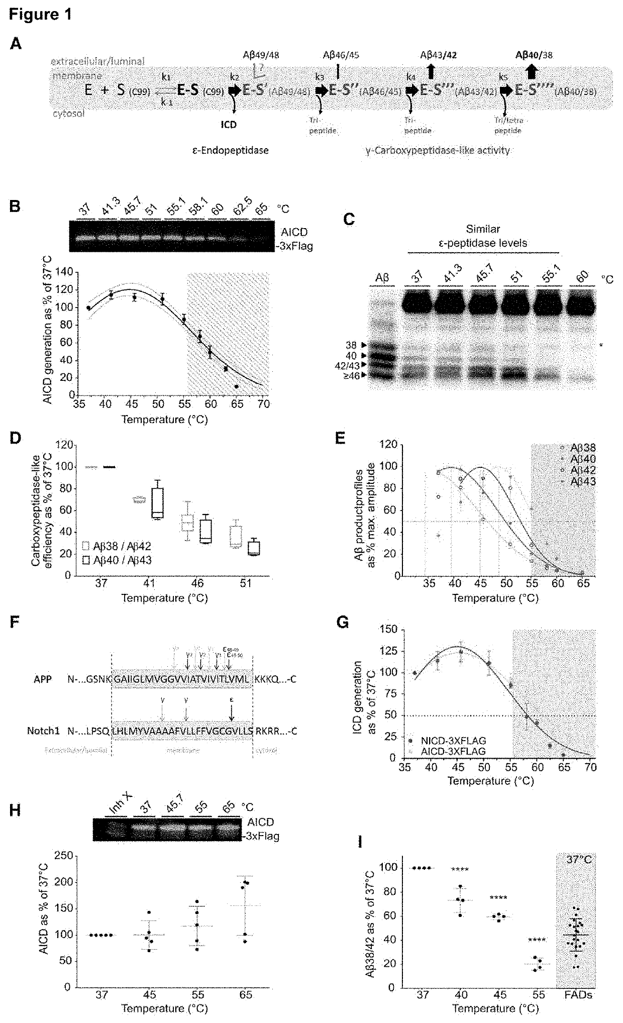 Gamma-secretase stabilizing compound screening assay