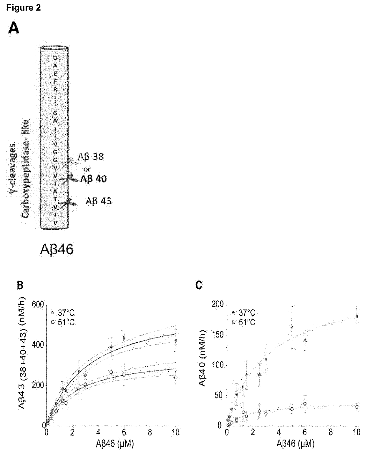 Gamma-secretase stabilizing compound screening assay