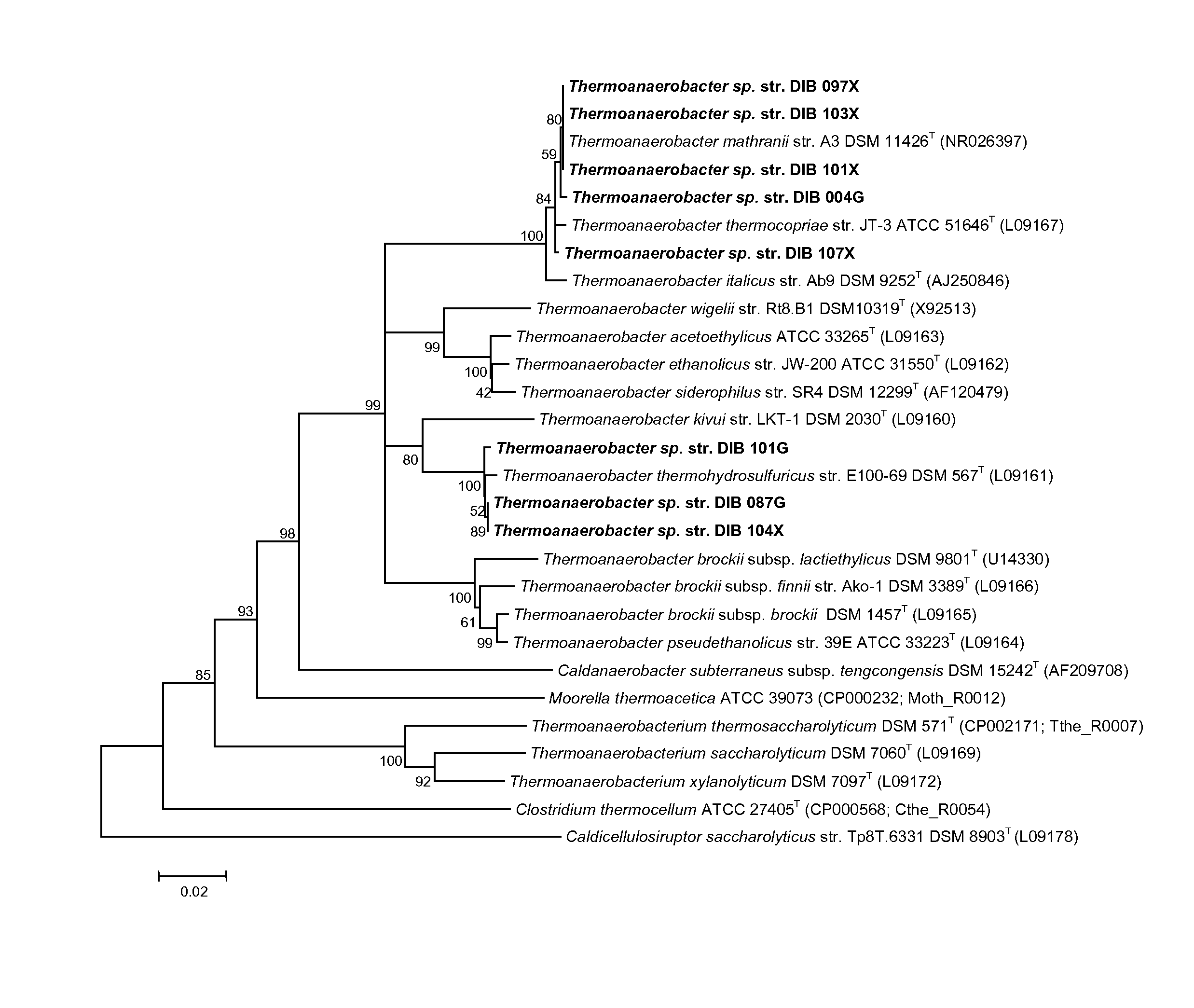 High efficiency biofuel production using extremely thermophilic bacteria