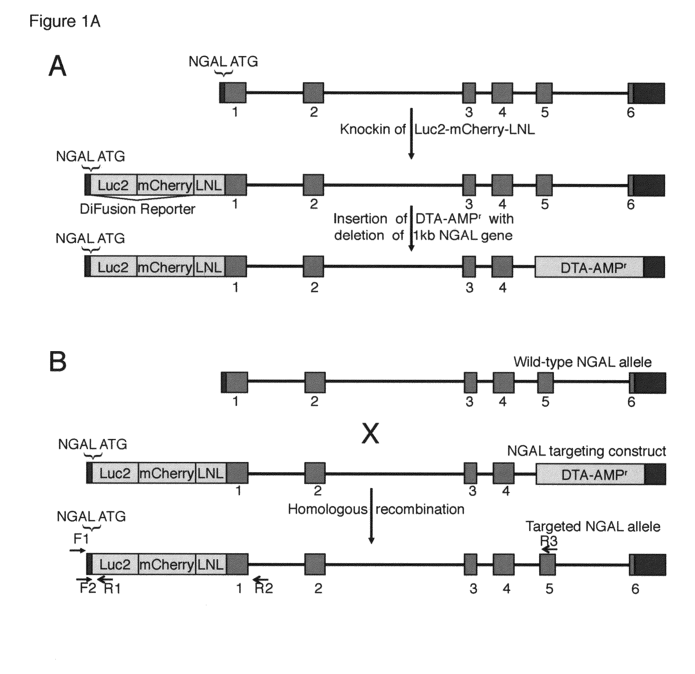 Transgenic reporter mouse and method for use