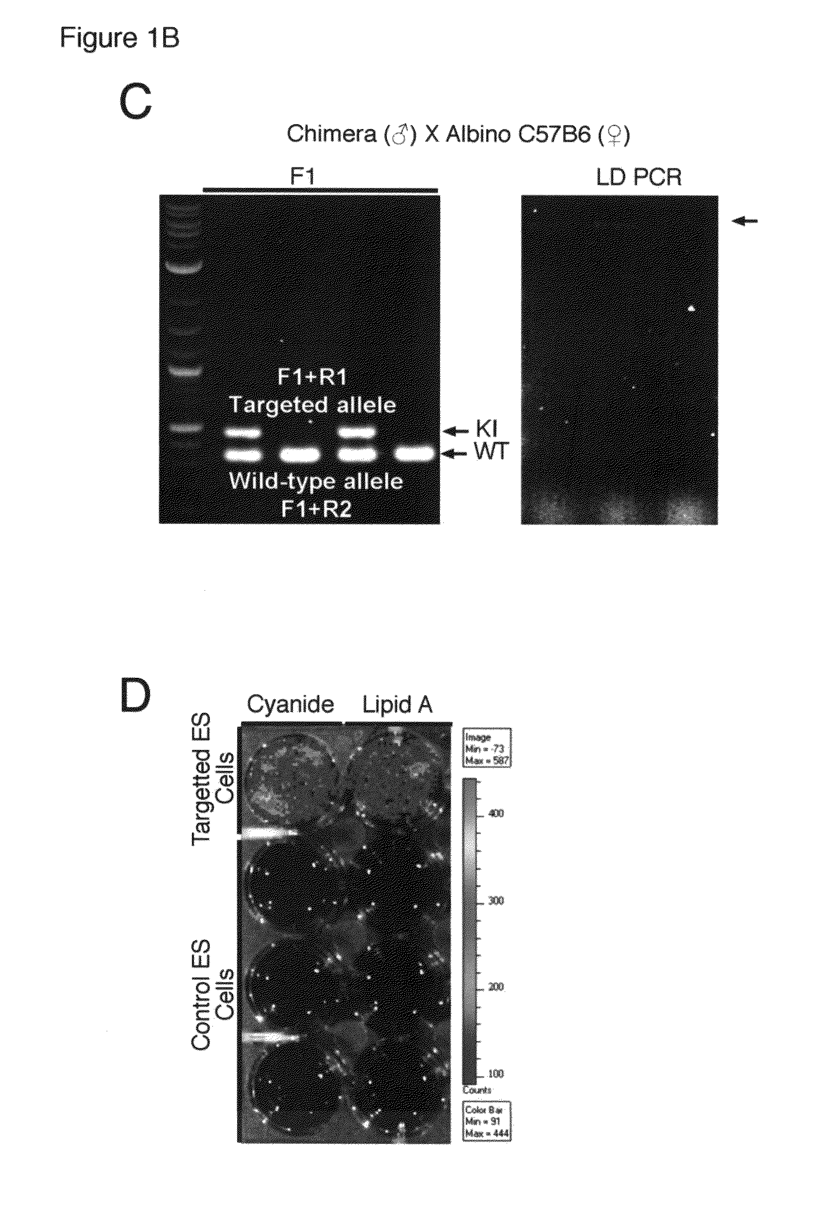 Transgenic reporter mouse and method for use