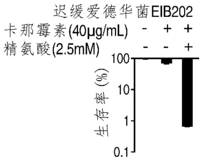 Application of l-Arginine in Improving Bacteria's Sensitivity to Antibiotics