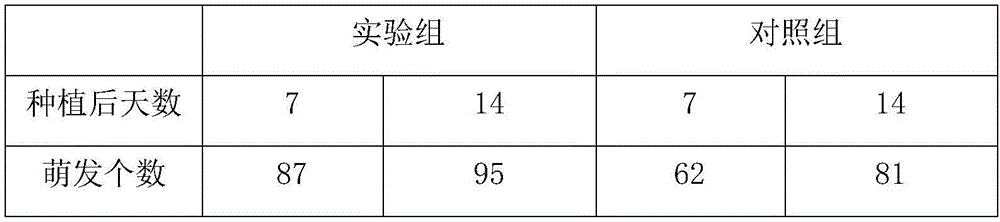 High-yield cultivation technology for polyporus umbellatus