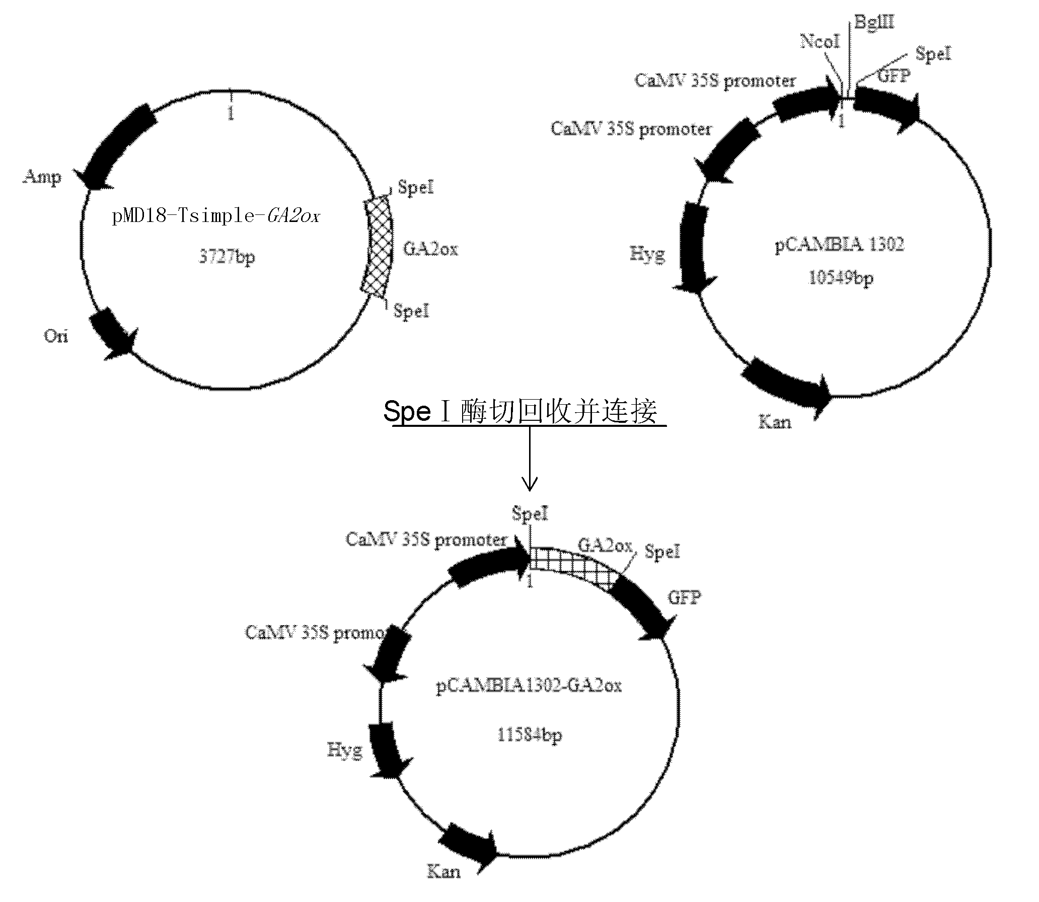 Plant dwarfing related protein GA2ox, and encoding gene and application thereof