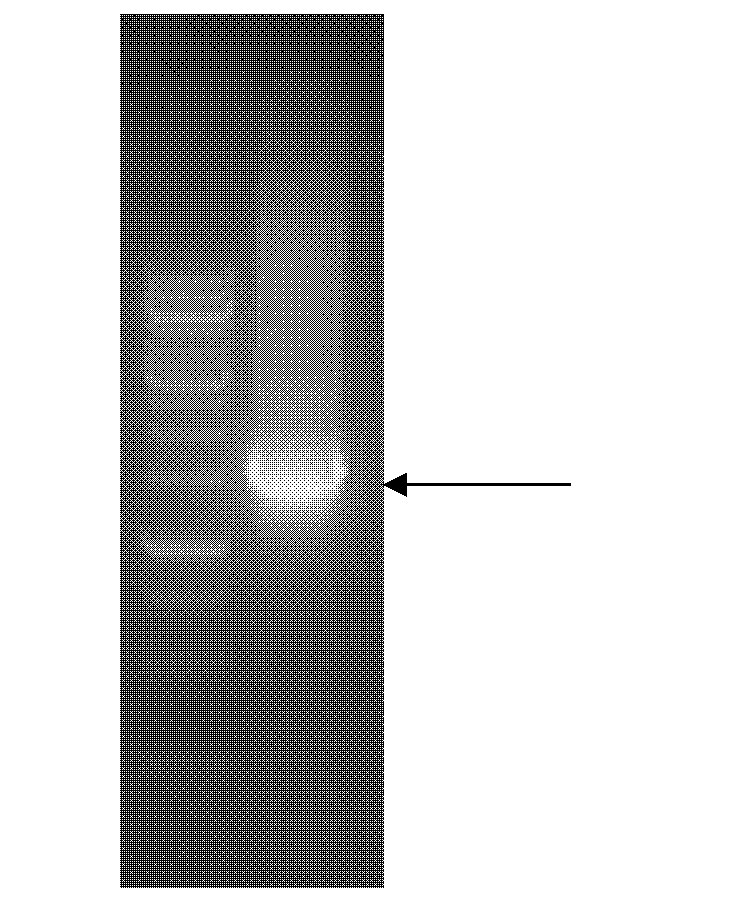 Plant dwarfing related protein GA2ox, and encoding gene and application thereof