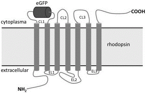 A kind of G protein-coupled receptor living body tracing method and application