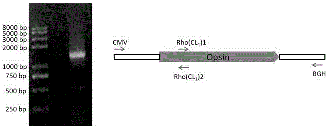 A kind of G protein-coupled receptor living body tracing method and application