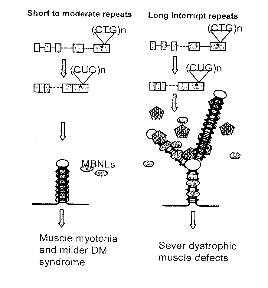 Methods and compositions involving nucleotide repeat disorders