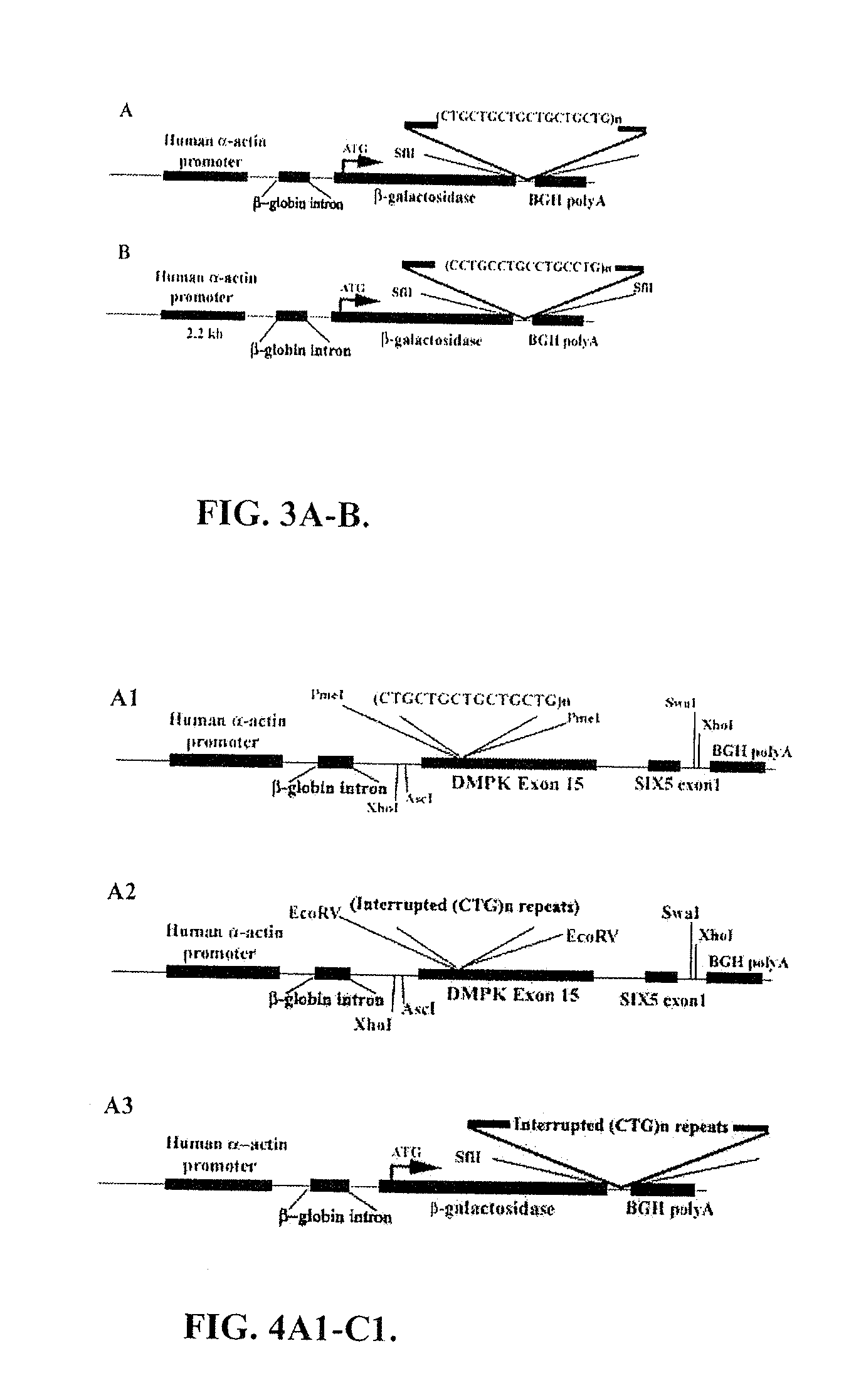 Methods and compositions involving nucleotide repeat disorders