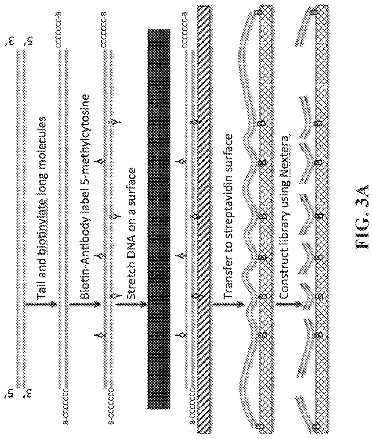 Methods for phrasing epigenetic modifications of genomes