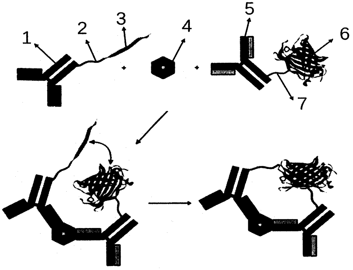 Cys C detection kit based on bimolecular fluorescence complementary technology as well as preparation and use methods