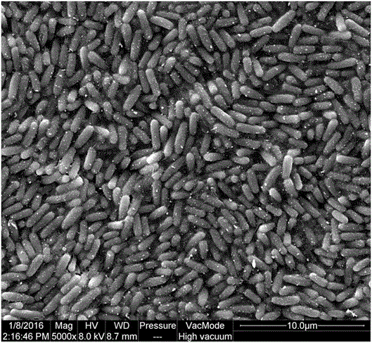 A kind of methylotrophic bacillus nkg-1 and plant growth promoting method