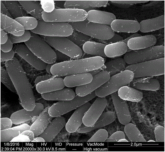 A kind of methylotrophic bacillus nkg-1 and plant growth promoting method