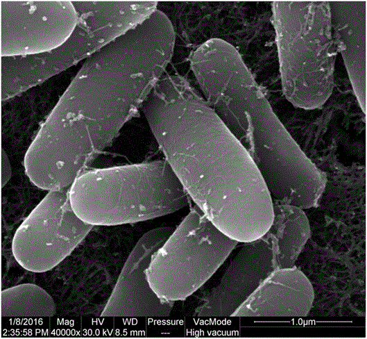 A kind of methylotrophic bacillus nkg-1 and plant growth promoting method