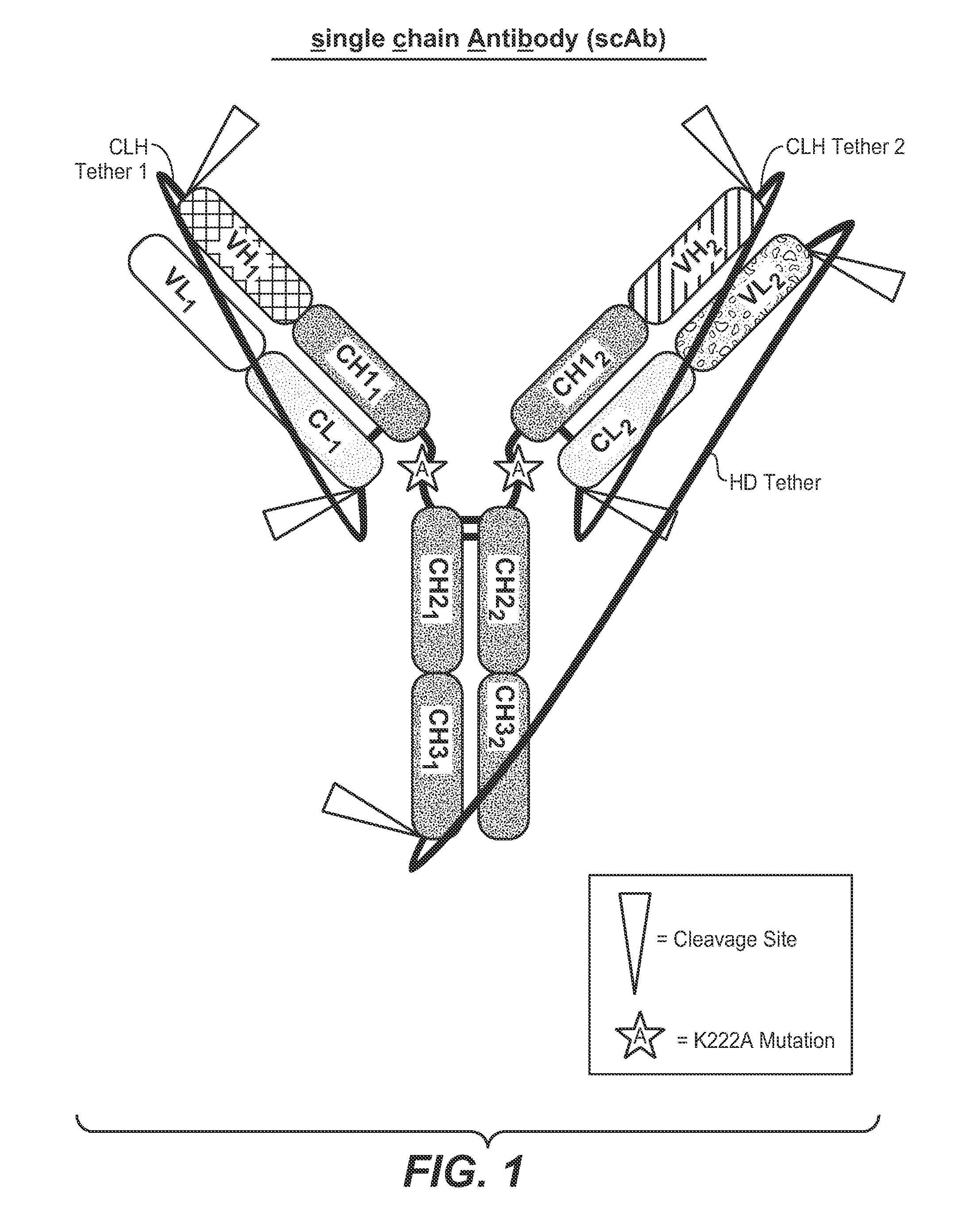 Single-chain antibodies and other heteromultimers