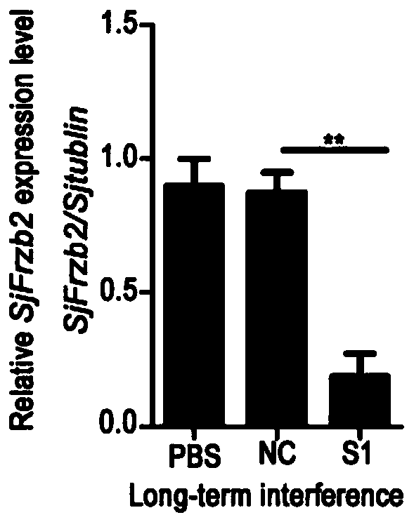 siRNA of schistosoma japonicum katsurada SjFrzb2 gene and application thereof