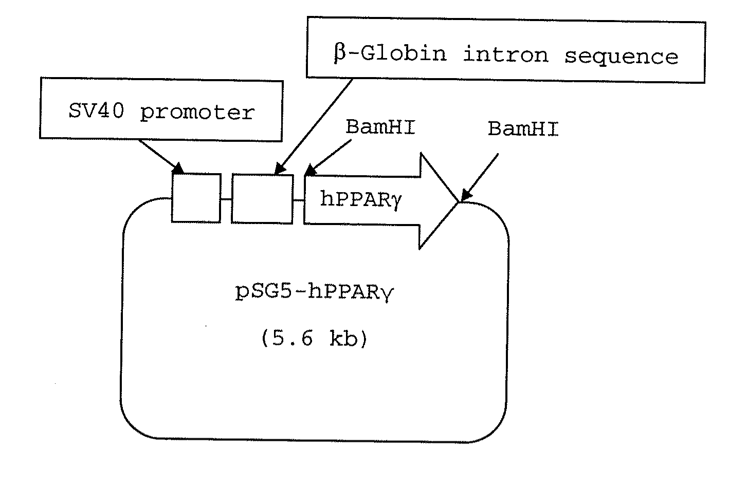 Fused bicyclic heteroaryl derivative