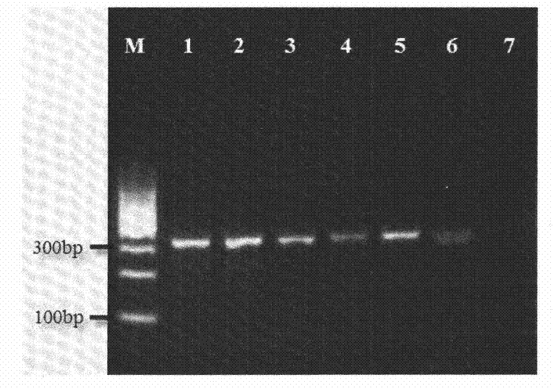 A method for extracting dna from a single egg of copepods