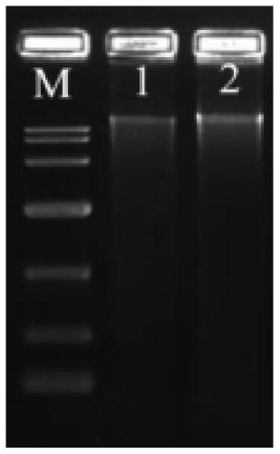 Construction method of monascus purpureus mokH gene deletion strain