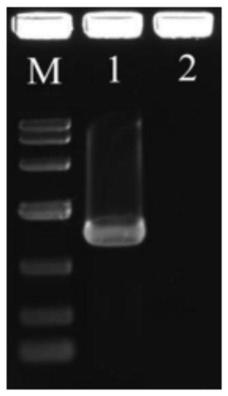 Construction method of monascus purpureus mokH gene deletion strain