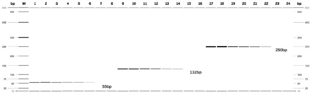 Multiple PCR (polymerase chain reaction) detection kit for anopheles peditaeniatus, anopheles lesteri and anopheles barbirostris