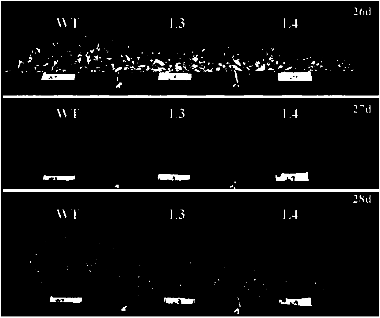 Application of a soybean e3 ubiquitin ligase gene gmpub2 that regulates plant flowering