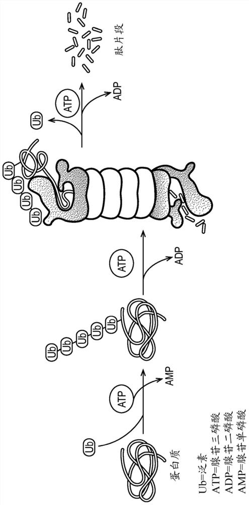 Skin lightening cosmetic compositions and methods