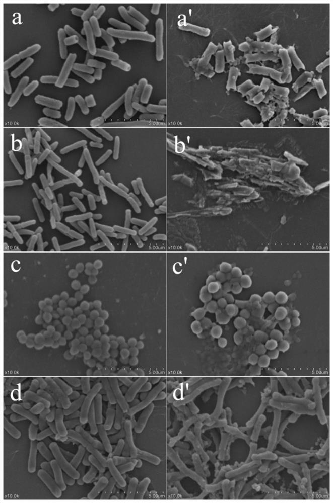 Thymol-chitosan oligosaccharide compound, and preparation method and application thereof