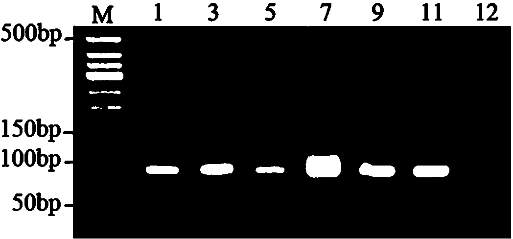 Aeromonas hydrophila aptamer as well as screening method and application thereof