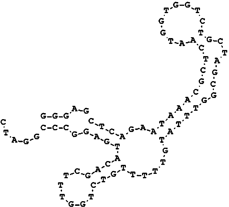 Aeromonas hydrophila aptamer as well as screening method and application thereof