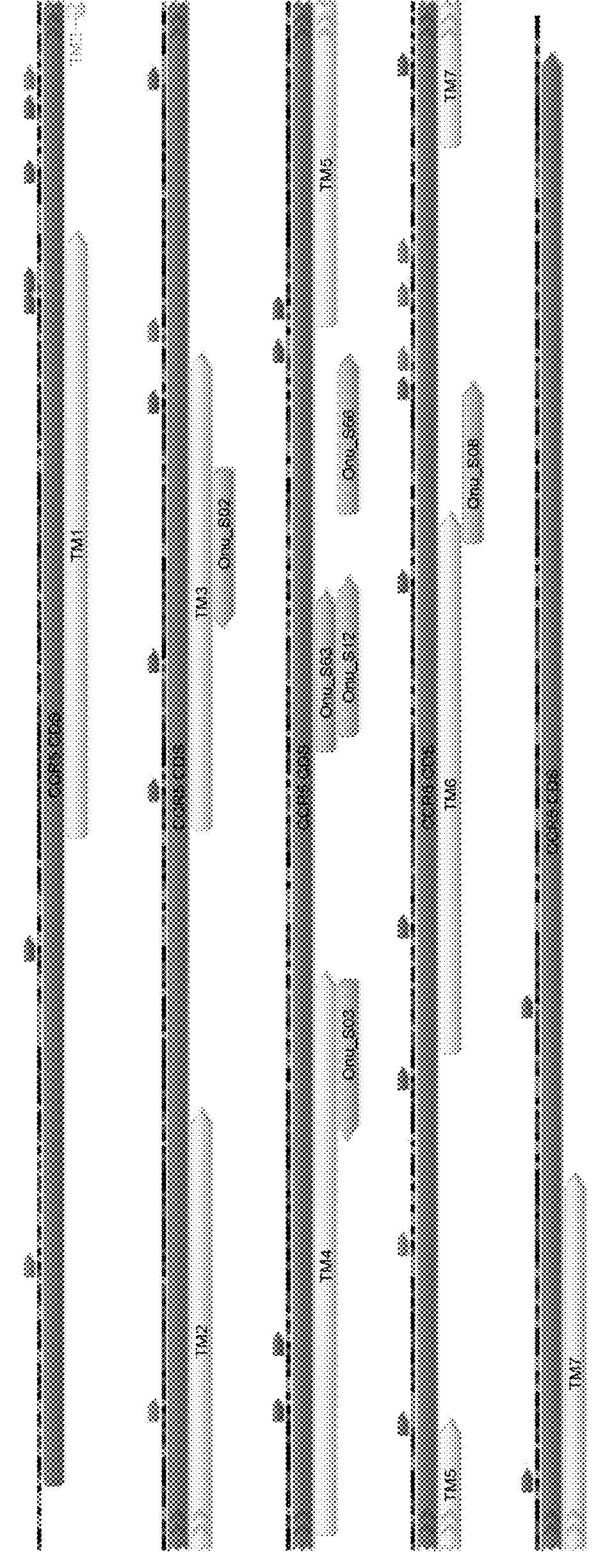 Laglidadg homing endonuclease cleaving the C-C chemokine receptor type-5 (CCR5) gene and uses thereof