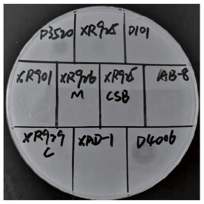 Bacteriocin with antibacterial activity as well as production method and application thereof