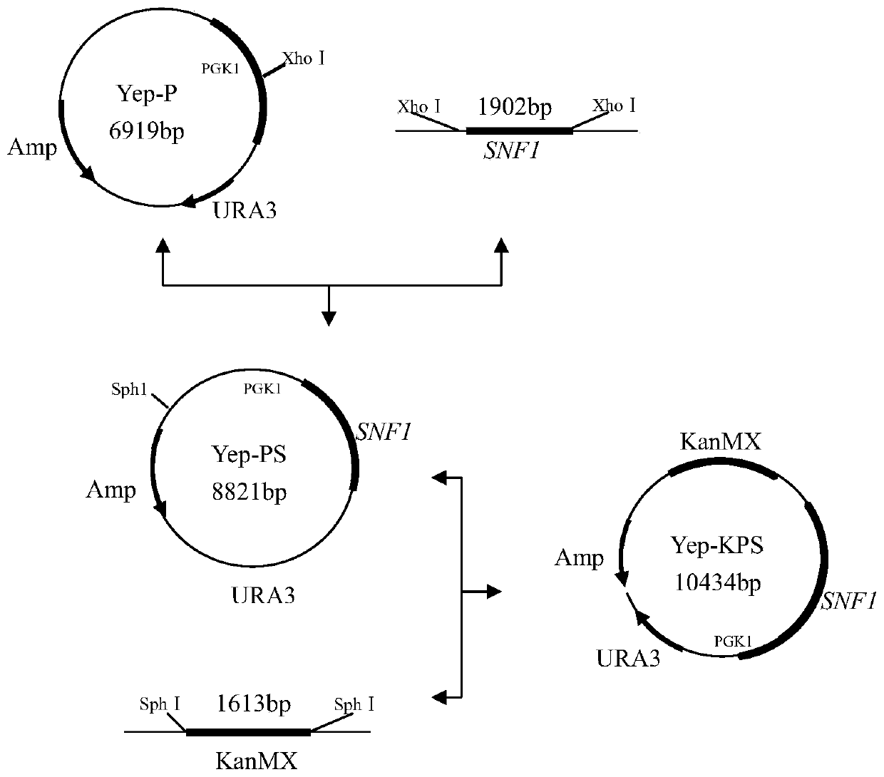 High-tolerance yeast strain suitable for fermentation of frozen dough and application of high-tolerance yeast strain