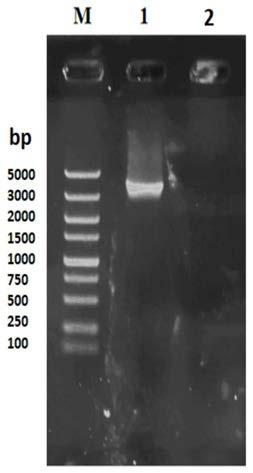 High-tolerance yeast strain suitable for fermentation of frozen dough and application of high-tolerance yeast strain