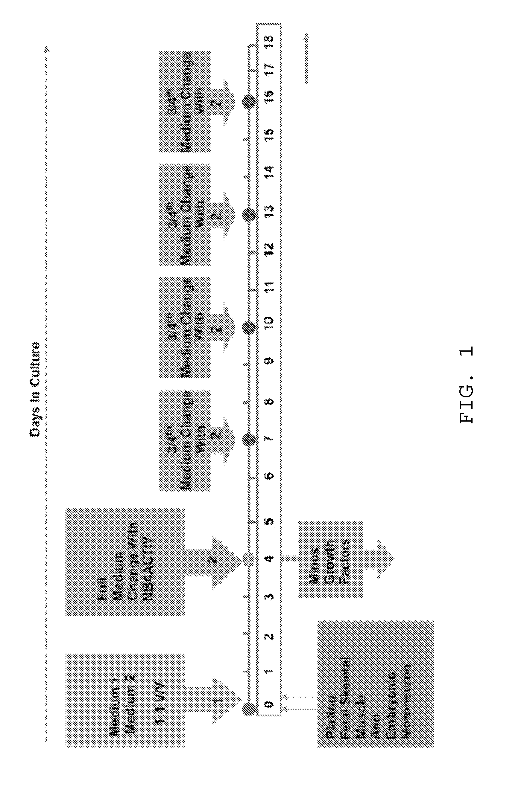 Method of co-culturing mammalian muscle cells and motoneurons