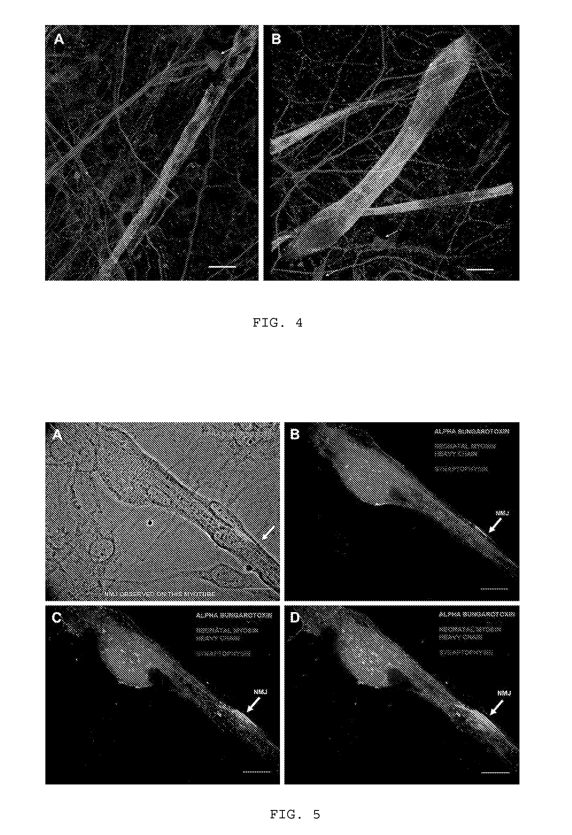 Method of co-culturing mammalian muscle cells and motoneurons